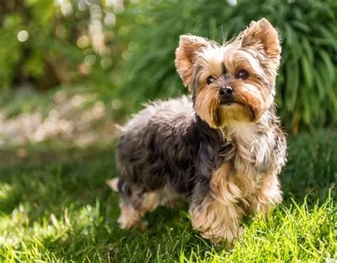 cachorro iorque|Yorkshire: saiba tudo sobre essa raça de cachorro pequeno.